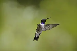 Nectaring: Black-Chinned Hummingbird