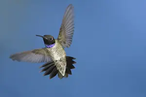 Nectaring: Black-Chinned Hummingbird