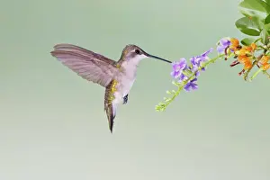 Archilochus: Black-chinned Hummingbird (Archilochus alexandri)