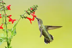 Archilochus: Black-chinned Hummingbird (Archilochus alexandri)