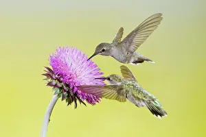 Archilochus: Black-chinned Hummingbird (Archilochus alexandri)