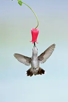 Archilochus: Black-chinned Hummingbird (Archilochus alexandri)