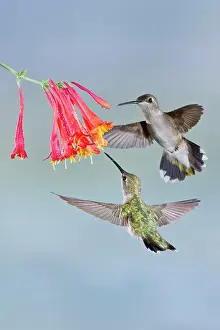 Archilochus: Black-chinned Hummingbird (Archilochus alexandri)