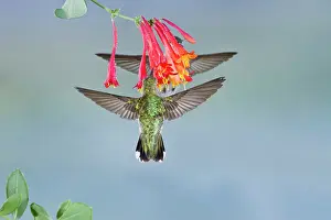 Archilochus: Black-chinned Hummingbird (Archilochus alexandri)