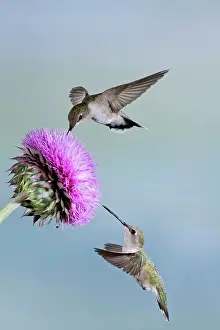 Archilochus: Black-chinned Hummingbird (Archilochus alexandri)