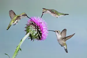 Archilochus: Black-chinned Hummingbird (Archilochus alexandri)