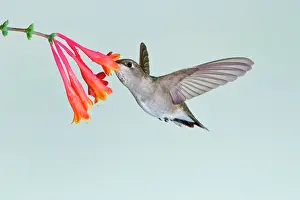 Archilochus: Black-chinned Hummingbird (Archilochus alexandri)