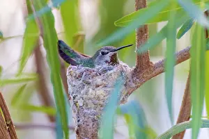 Daybreak Imagery: Black-chinned hummingbird female on nest, Pima County