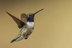 Hummingbird: Black-chinned hummingbird flying in Madera Canyon, Arizona