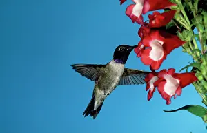 Chinned: Black-chinned Hummingbird - male