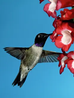 Chinned: Black-chinned Hummingbird - male