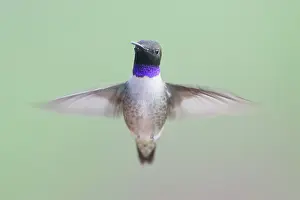 Chinned: Black-chinned Hummingbird - male - in flight