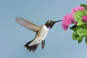 Chinned: Black-chinned Hummingbird - male - in flight feeding