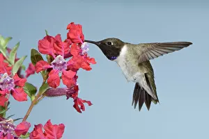 Chinned: Black-chinned Hummingbird - male - in flight at flower