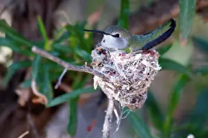 Chinned: Black-chinned Hummingbird at Nest