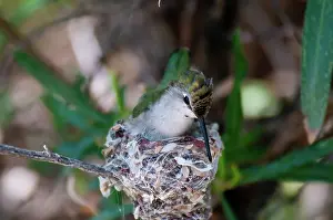 Chinned: Black-chinned Hummingbird at Nest