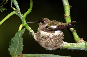 Archilochus: Black-chinned hummingbird in nest