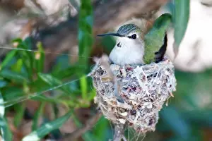 Archilochus: Black-chinned Hummingbird at Nest