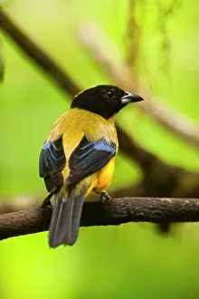 Pete: Black-chinned Mountain-tanager (Anisognathus