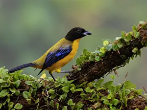 Altitude: Black-chinned Mountain-tanager (Anisognathus not