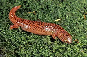 Tennessee: Black-Chinned Red Salamander