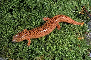 Tennessee: Black-Chinned Red Salamander