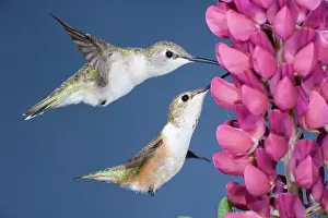Chinned: Black-chinned & Rufous Hummingbirds (Selasphorus