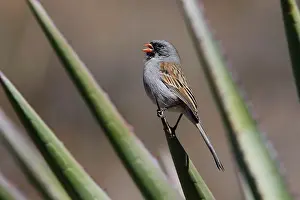 Spizella: Black-chinned Sparrow