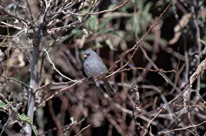 Spizella: Black-Chinned Sparrow