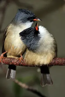 Black Chinned Yuhina