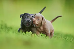 Phot: Black and Chocolate Labrador Retriever, pups playing