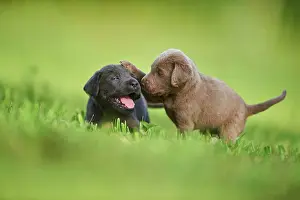 Phot: Black and Chocolate Labrador Retriever, pups playing