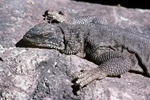 Chuckwalla: Black Chuckwalla - basking