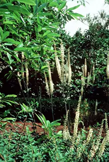Racemosa: Black COHOSH / Black Snakeroot / Bugbane