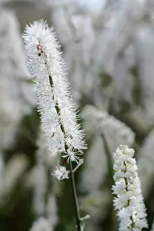 Racemosa: Black Cohosh, Cohosh bugbane, Actaea racemosa, View