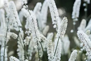 Racemosa: Black Cohosh, Cohosh bugbane, Actaea racemosa, View