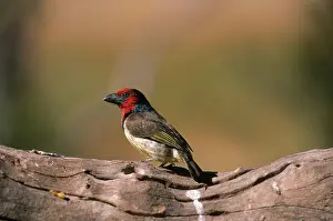 Barbet: Black-Collared Barbet