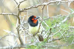 Erioloba: Black-collared Barbet