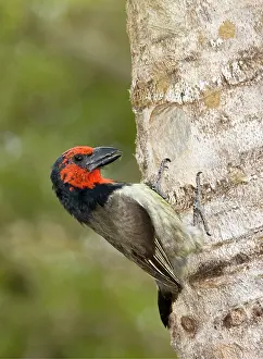 Barbet: Black-collared Barbet attending nest in nesting
