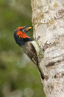 Barbet: Black-collared Barbet - bringing insect to young
