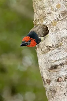 Barbet: Black-collared Barbet emerging from nest in nesting
