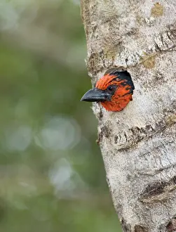 Barbet: Black-collared Barbet at entrance to nest in nesting