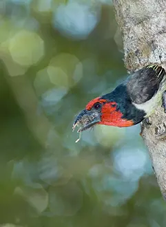 Barbet: Black-collared Barbet removing debris from nest