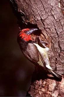 Collared: BLACK-COLLARED BARBET - on tree