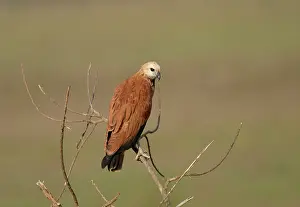 Busarellus: Black-Collared / Collared Fishing Hawk