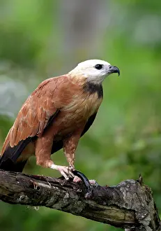 Busarellus: Black-Collared / Collared Fishing Hawk