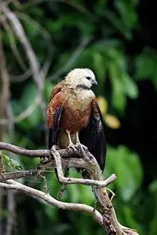 Busarellus: Black-collared Hawk