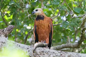 Busarellus: Black-collared Hawk