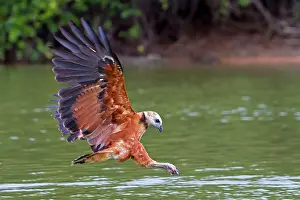 Busarellus: Black-collared Hawk