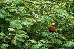 Busarellus: Black-Collared Hawk